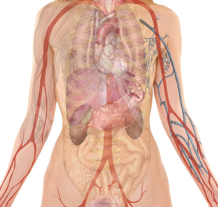 anatomy-254120_1280-cropped-body-systems